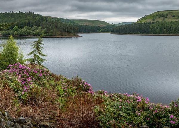 Image of a lake with flowers in the foreground and green hills in the background on a cloudy day.